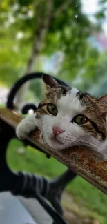 Cat lounging on a park bench surrounded by greenery.