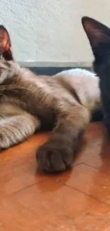 Two cats resting on a warm-toned wooden floor.