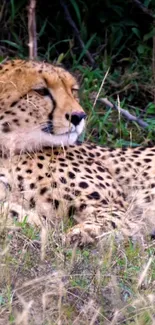 Cheetah resting in tall grass, close-up view.