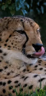 Cheetah resting with tongue out on grass.