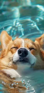 A relaxed corgi floating in water.