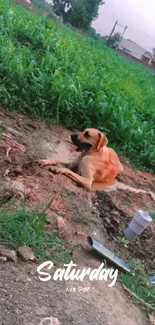 Relaxed dog in a green field with Saturday text.