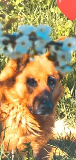 Dog laying in green meadow with heart and flowers.