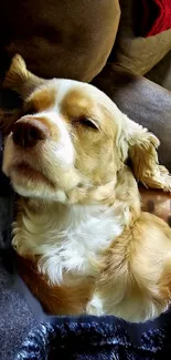 Cute dog relaxing on a sofa, surrounded by cozy textures.