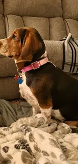 Beagle sitting on a soft sofa, surrounded by cozy blankets.