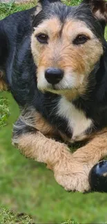 A relaxed dog with a ball on green grass.