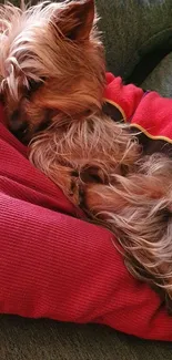 A small Yorkshire Terrier sleeping on a red cushion, creating a cozy scene.