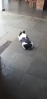 Dog resting on a gray tiled floor indoors.