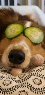 Cute dog with cucumber slices on eyes, relaxing on patterned pillow.