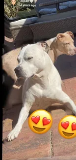 Two adorable dogs basking in sunlight on a brick patio.