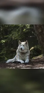 Husky relaxing in serene forest setting.