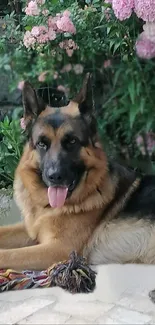 German Shepherd relaxing outdoors with pink flowers in a garden.