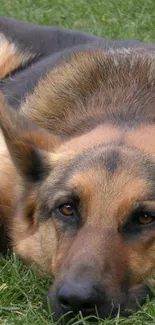 German Shepherd lying on green grass wallpaper.