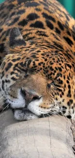 Sleeping leopard on a log, golden fur.