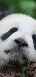 Cute panda resting on a tree branch in a serene natural setting.