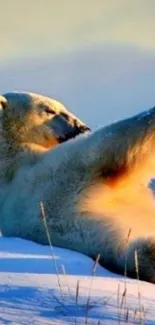 Polar bear lounging in snowy landscape, capturing serene nature.