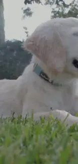 Cute puppy resting on grass in nature scene.