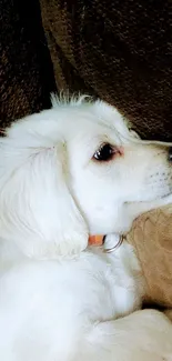 Adorable white puppy resting on a soft couch with brown background.