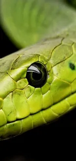 Reptile Macro Photography Terrestrial Animal Live Wallpaper