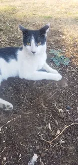 Black and white cat lounging on soil.