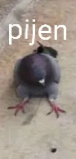 Gray pigeon resting on a smooth pavement next to a concrete wall.