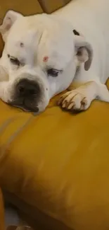 A bulldog resting on a golden brown sofa, exuding warmth and comfort.