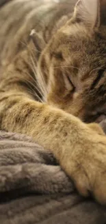 Sleeping cat on a grey blanket, ideal for mobile wallpaper.