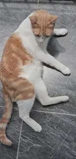 Cat resting on a grey tile floor.