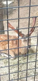 A brown deer resting behind a grid fence in a natural setting.