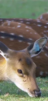 Deer resting on grassy field with brown fur.