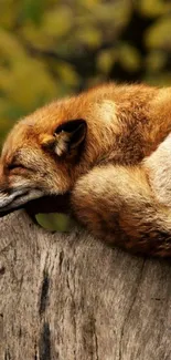 A fox peacefully resting on a tree log in a forest setting.