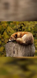 Fox peacefully resting on a tree stump in a dense, green forest.