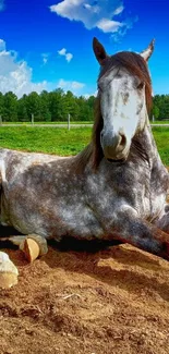 Resting horse in a lush green pasture with clear blue sky.