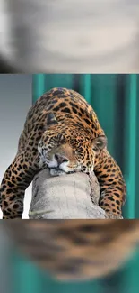 Leopard resting on a branch mobile wallpaper.