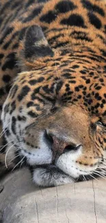 Resting leopard on a natural backdrop.