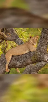 Lioness resting elegantly on a tree branch in a lush forest.