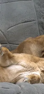 Two lions resting peacefully on a textured rock surface.