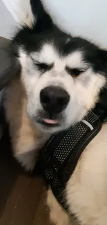 Siberian Husky resting peacefully on the floor, showcasing its black and white fur.