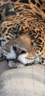 Leopard resting on a log in the wild.