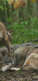 Two wolves resting peacefully in a forest setting.