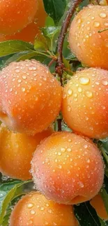Close-up of ripe apricots with dewdrops on a branch.