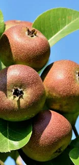 Ripe pears hanging on a tree with green leaves and blue sky background.