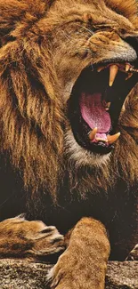 Roar Brown Bear Carnivore Live Wallpaper