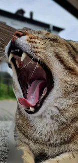 Close-up of a roaring cat with detailed fur and vivid colors.