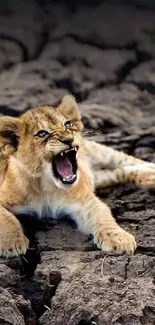 Roaring lion cub on cracked earth background.