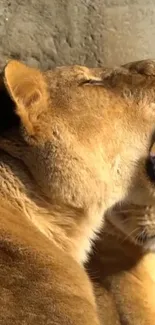 Golden brown lioness yawning in sunlight wallpaper.