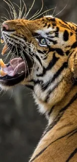 Close-up of a roaring tiger showcasing its majestic stripes and fierce gaze.