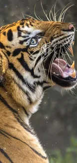 Roaring tiger in nature, mobile wallpaper.