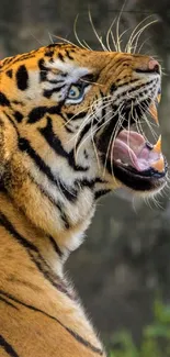 Close-up of a roaring tiger with orange and black stripes.