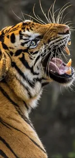 Close-up of a roaring tiger in profile, displaying powerful expression and striking stripes.